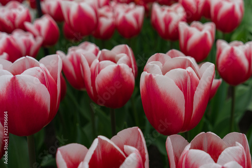 Beautiful colofrul tulip gardens at Keukenhof on a rainy day