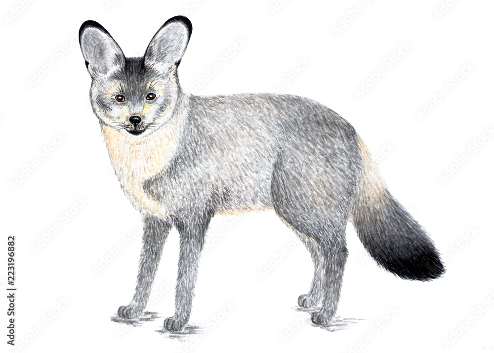 Fototapeta premium Bat-eared Fox. Watercolor illustration. Bat-eared Fox, a predatory mammal of the canid family, is the only species of the genus. Illustration for a book about animals.
