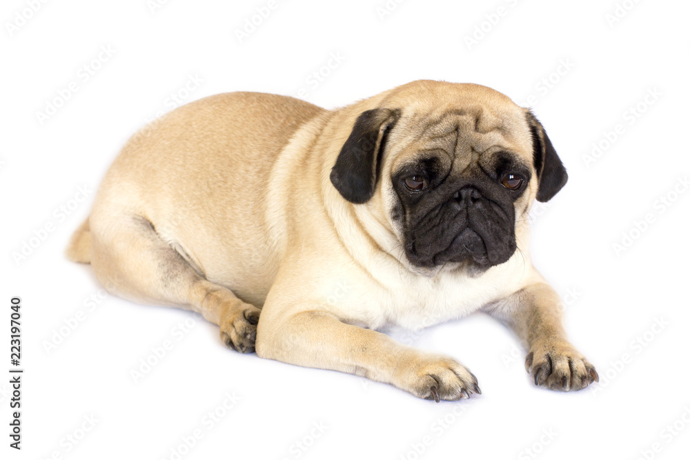 A lying pug dog looking sad. Isolated.