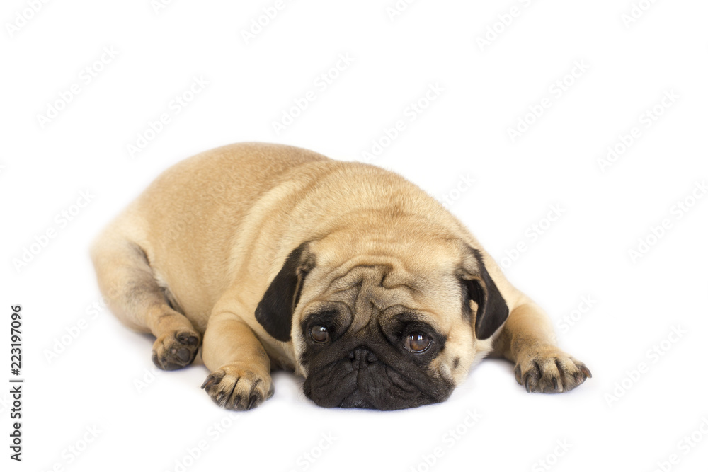 A lying pug dog looking sad. Isolated.