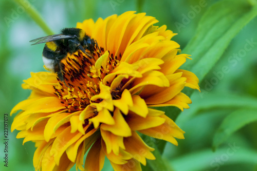 Bumblebee collects pollen on a yellow flower, close-up