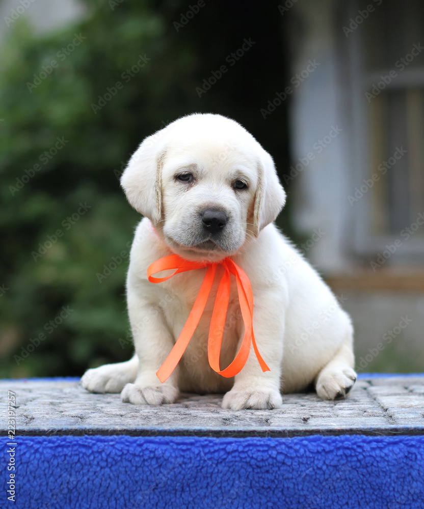 a little labrador puppy on a blue background a little labrador puppy on a blue background
