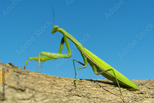 green mantis closeup on blue sky background on brown bark of tree