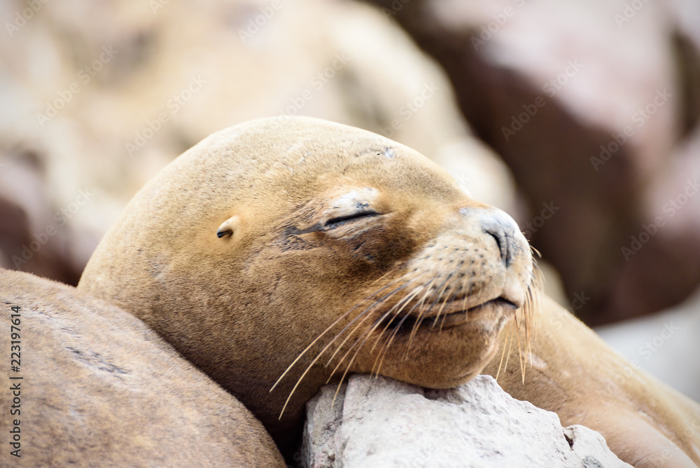 Obraz premium seal on beach