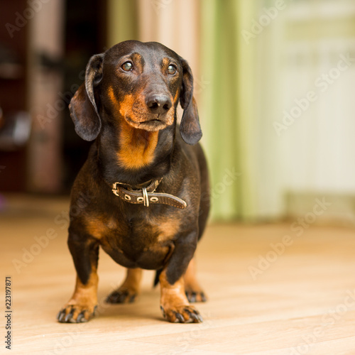 Dachshund dog stands on the floor sad © fast_9