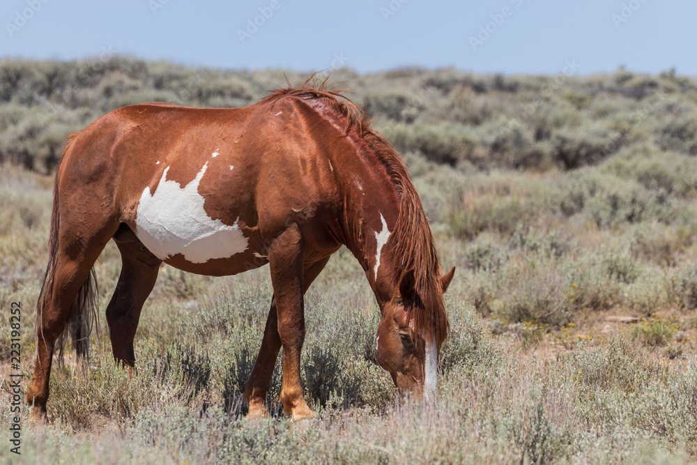 Fototapeta premium Wild Horse in the High Desert of Colorado
