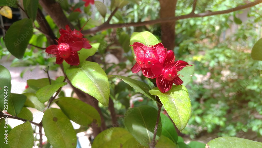 Red flowers are sunlight in the garden. Red flowers are sunlight in the garden.