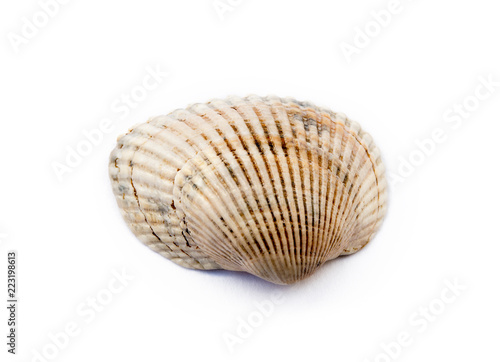 Exotic sea shells isolated on white background