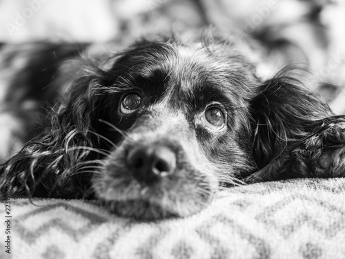 Wallpaper Mural black and white photograph of the Russian Spaniel Torontodigital.ca