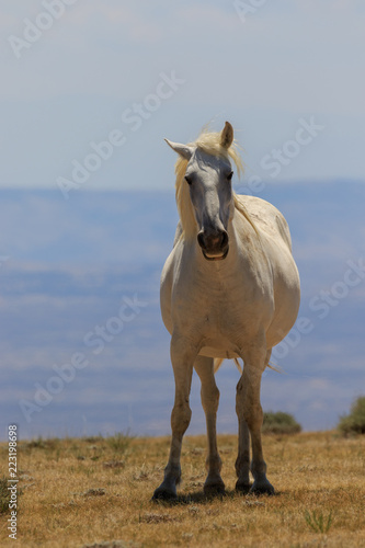 Wild Horse in the High Desert of Colorado