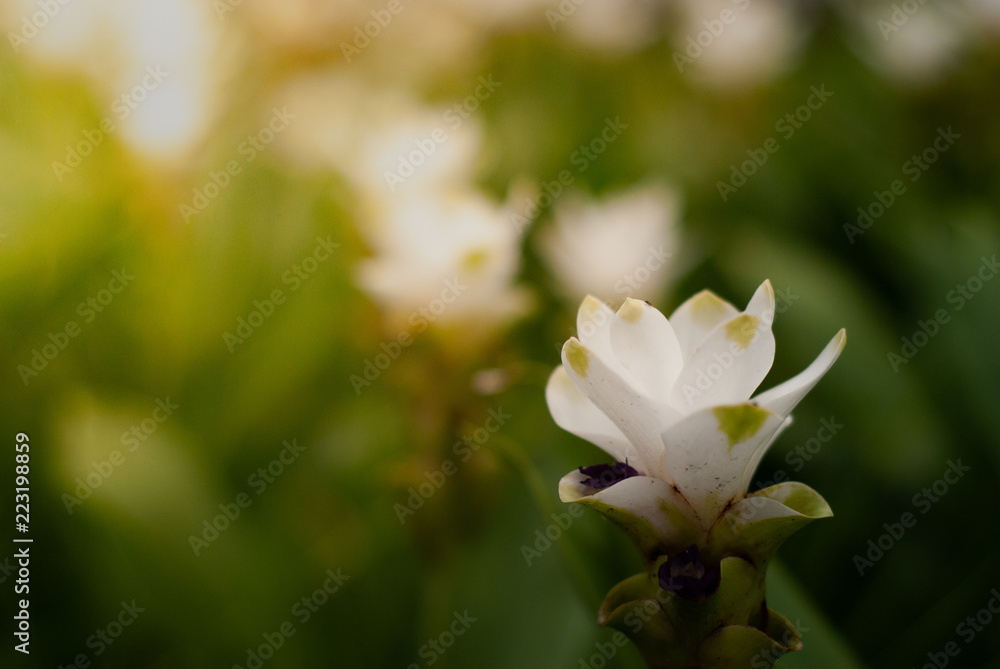 White siam tulip or White siam tulip or