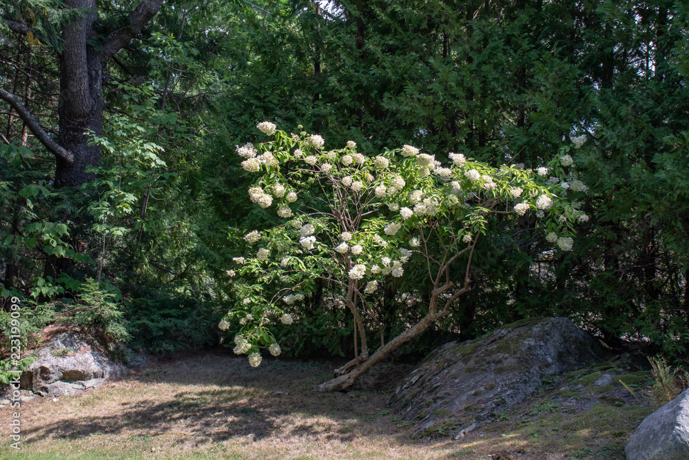 Beautiful white hydrangea bush in solitary setting with rock