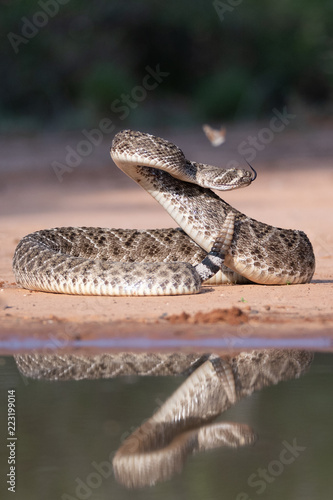 Western Rattlesnake