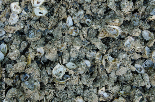 Oyster shell