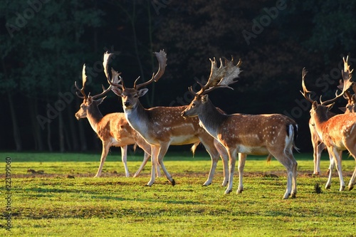 Фотография Fallow - fallow deer