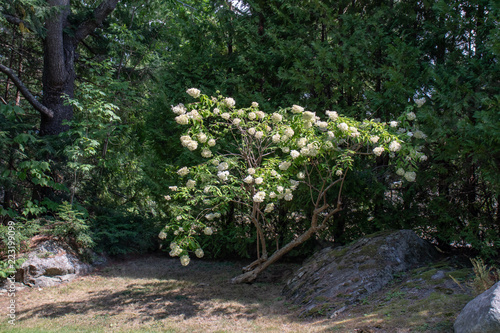 Fototapeta Naklejka Na Ścianę i Meble -  Beautiful white hydrangea bush in solitary setting with rock