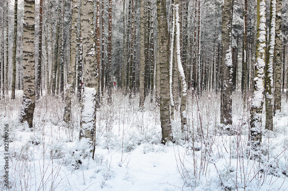 In the forest there lies snow white. In the forest there lies snow white.