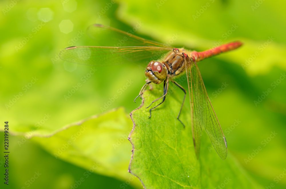 Dragonfly sitting on the stem of the plant. Dragonfly sitting on the stem of the plant.