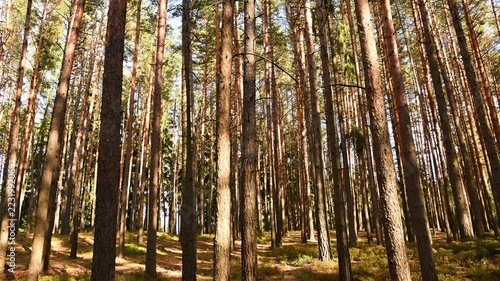 Beautiful natural forest background. Coniferous trees on a beautiful sunny day. Relaxation in nature.