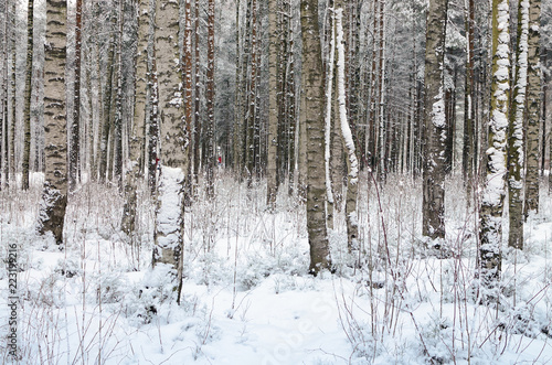 In the forest there lies snow white.