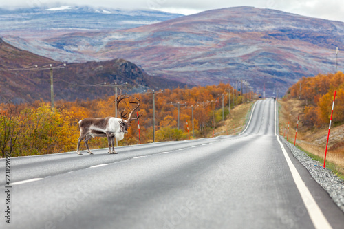 Big reindeer on the road, forest and mountains in the background, Lapland, Finland