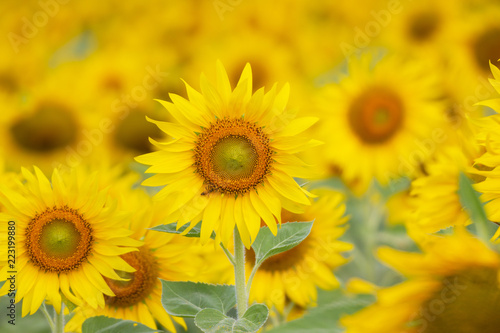 Fototapeta Naklejka Na Ścianę i Meble -  Beautiful of a Sunflower or Helianthus in Sunflower Field, Bright yellow sunflower Lopburi, Thailand