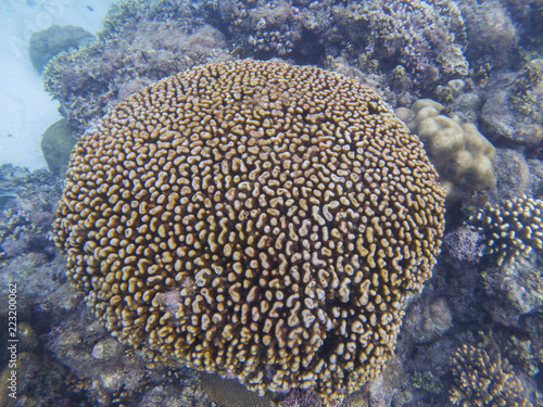 Round coral on sea bottom, underwater photo. Coral reef detail. Tropical sea marine life. Exotic aquarium background.