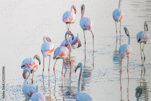 Flamingos flock