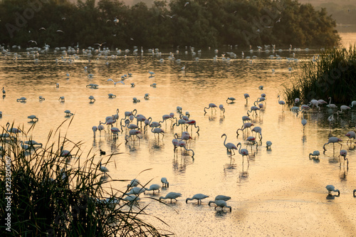 birds in a lagoon