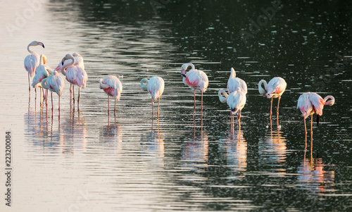 flamingos preening