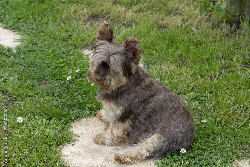 Une petite chienne Yorkshire Terrier de petite taille très vive et affectueuse dont la race devenue populaire est originaire des comtés du Yorkshire et de Lancashire en Angleterre. Une petite chienne Yorkshire Terrier de petite taille très vive et affectueuse dont la race devenue populaire est originaire des comtés du Yorkshire et de Lancashire en Angleterre.