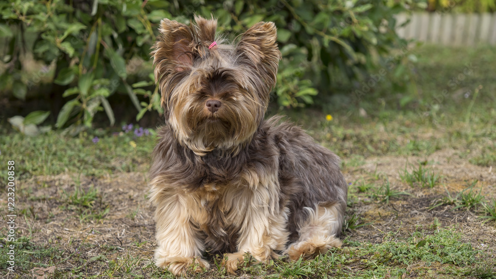 Yorkshire Terrier, chienne de petite taille très vive et affectueuse Yorkshire Terrier, chienne de petite taille très vive et affectueuse