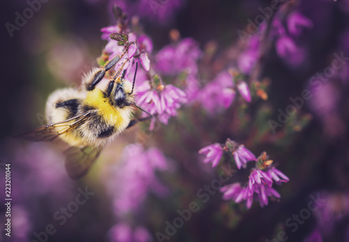 Cuadro en lienzo Bumblebee Pollynating Heather Flowers