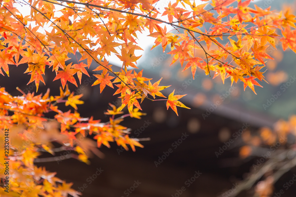 autumn maple leaf nature travel scene in fall season in Tokyo autumn maple leaf nature travel scene in fall season in Tokyo