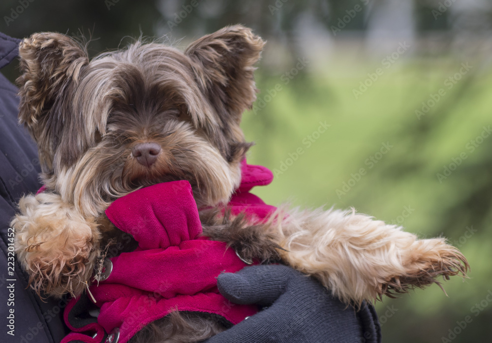 Yorkshire Terrier. Portrait d'une petite chienne couleur chocolat Yorkshire Terrier. Portrait d'une petite chienne couleur chocolat