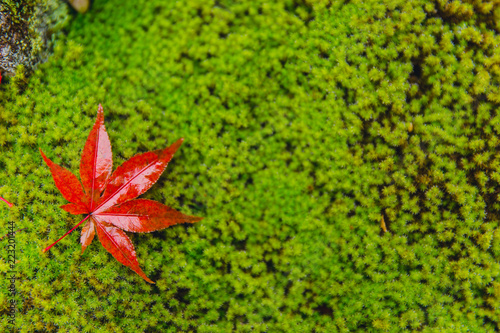 red maple leaf drop on moss wet moist in rain forest autumn season with space for text