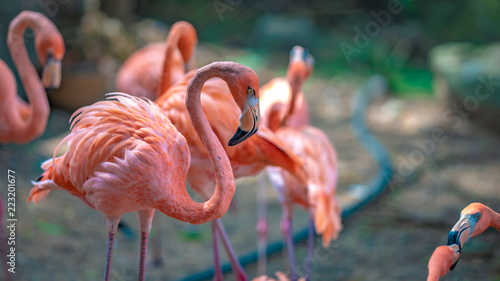 Fotografi A Flock Of Flamingos In Zoo