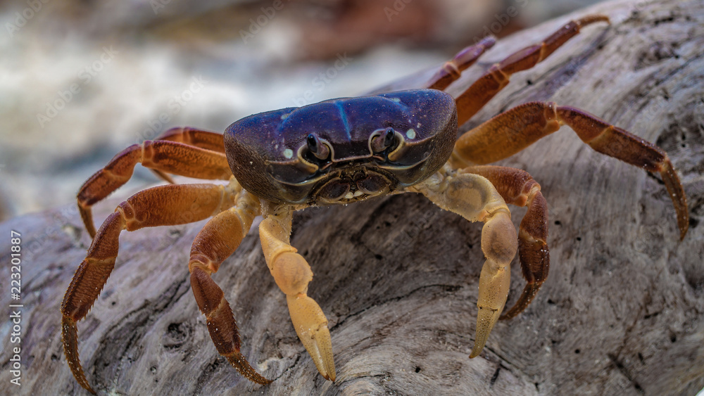 Hairy Leg Mountain Crab Animal Hairy Leg Mountain Crab Animal