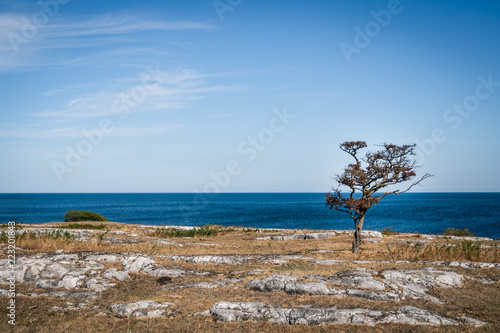 tree on the beach photo