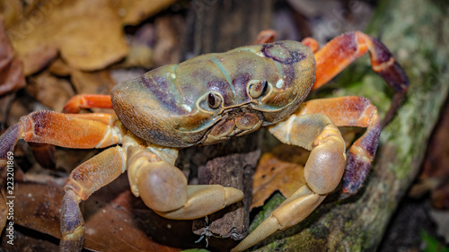 Hairy Leg Mountain Crab Animal
