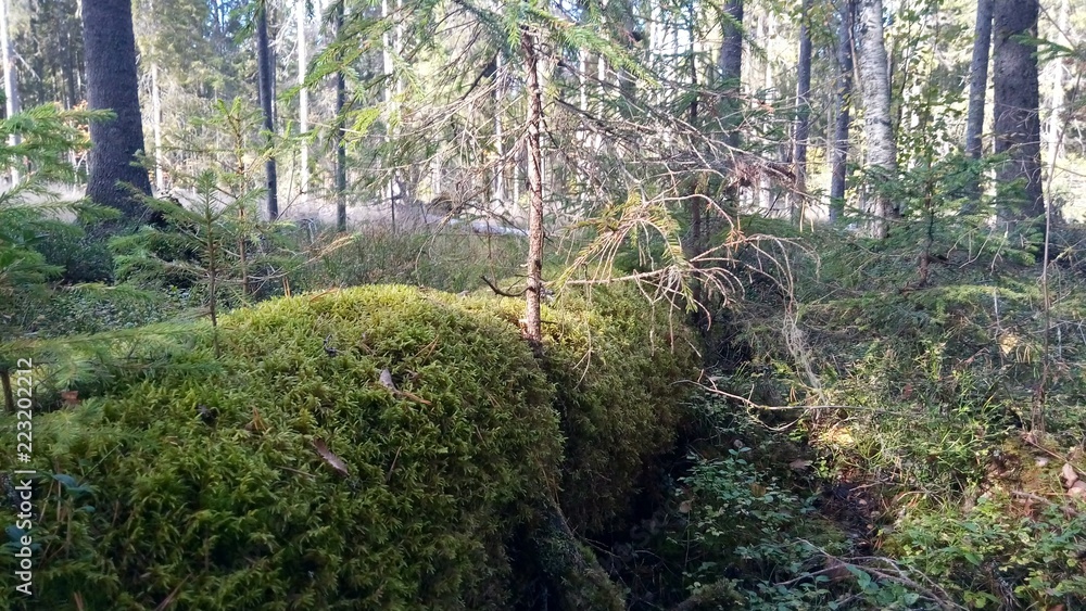 Fototapeta premium tree in moss