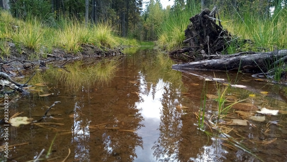 puddle in the forest puddle in the forest
