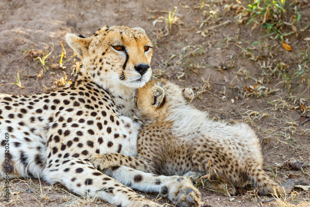 Young Cheetah cub mosses with his mother on the savannah in Africa Young Cheetah cub mosses with his mother on the savannah in Africa