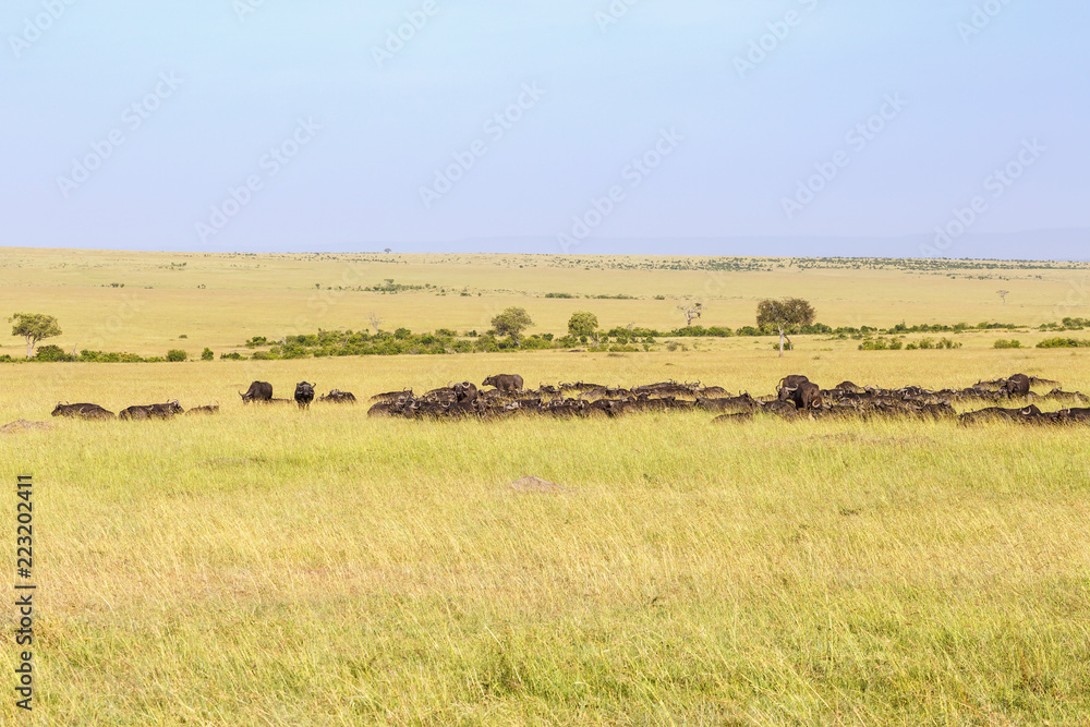 African buffalo herd resting in a beautiful savanna landscape view
