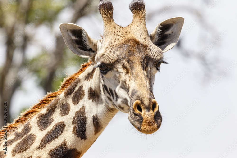 Fototapeta premium Giraffe portrait in Africa