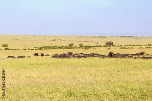 African buffalo herd resting in a beautiful savanna landscape view © Lars Johansson