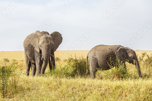 Grazing elephants on the savannah © Lars Johansson