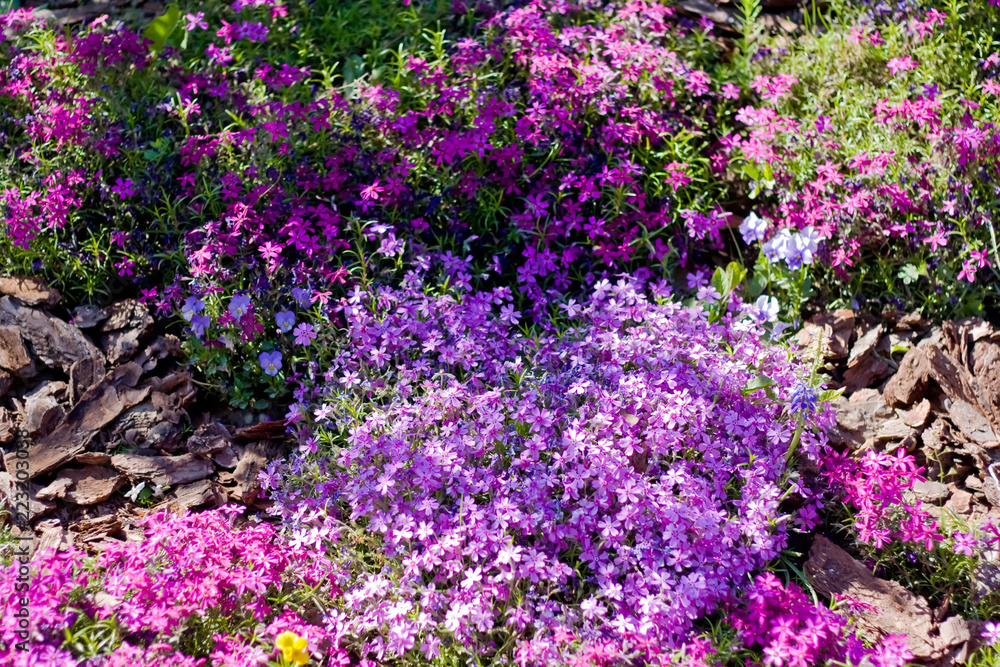Naklejka premium Violet flowers in spring