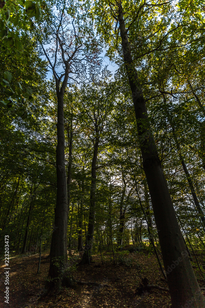 Fototapeta premium Gespensterwald