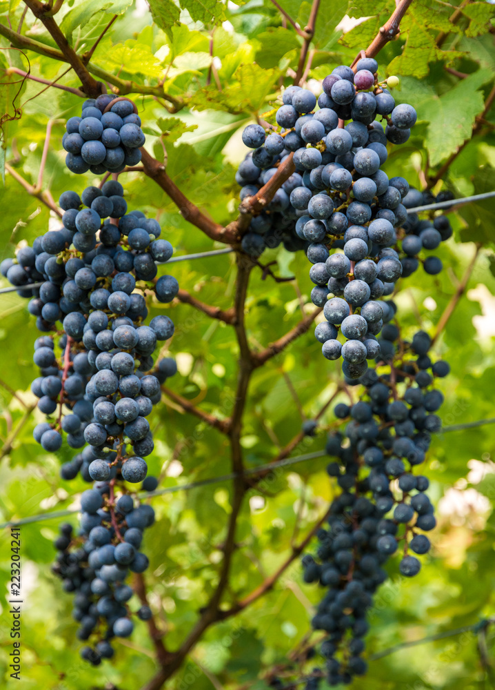 Lagrein grape variety. Lagrein is a red wine grape variety native to the valleys of South Tyrol, northern italy. Guyot Vine Training System